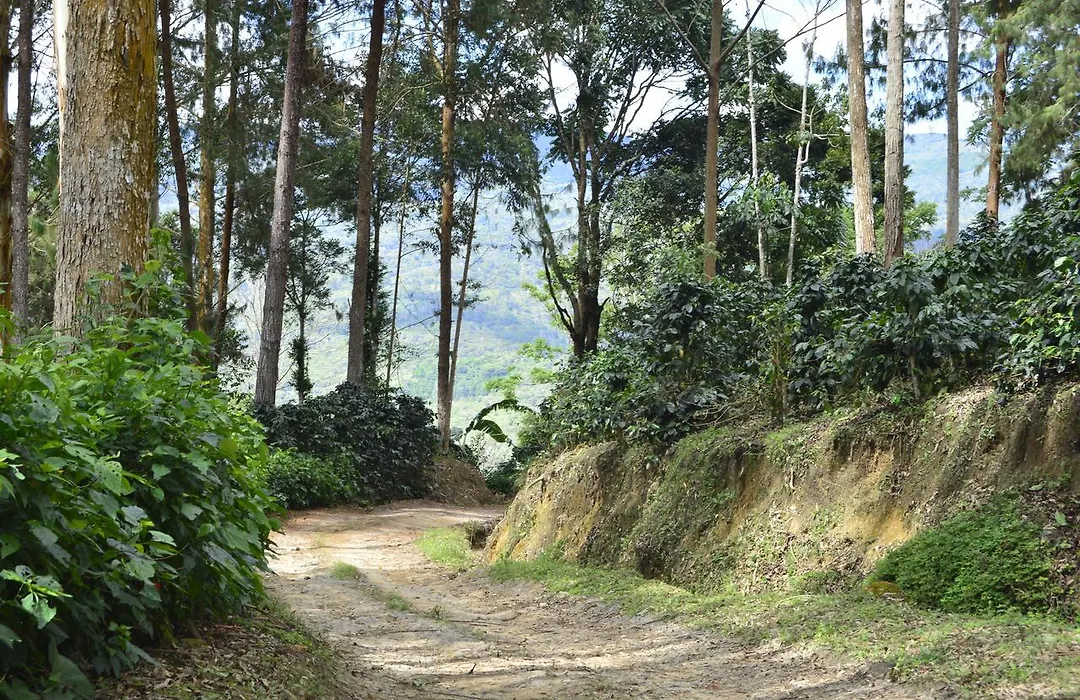 Finca Santa Rosa-1